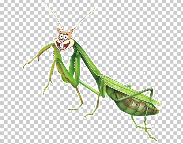 Insect Mantis Illustration Drawing PNG, Clipart, Animal, Animals, Arthropod, Biological Illustration, Cricket Free PNG Download