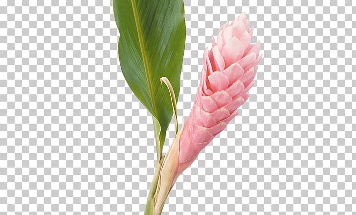Red Ginger Lobster-claws Zingiber Spectabile Bird-of-paradise Plants PNG, Clipart, Alpinia, Bananas, Bud, Cut Flowers, Etlingera Elatior Free PNG Download