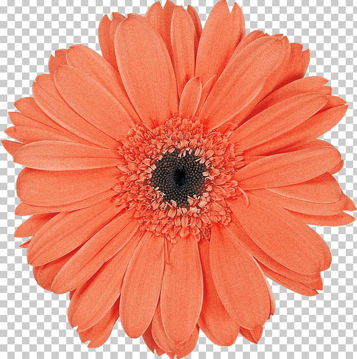 Transvaal Daisy Cut Flowers Daisy Family PNG, Clipart, Archive File, Cut Flowers, Daisy Family, Flower, Flowering Plant Free PNG Download