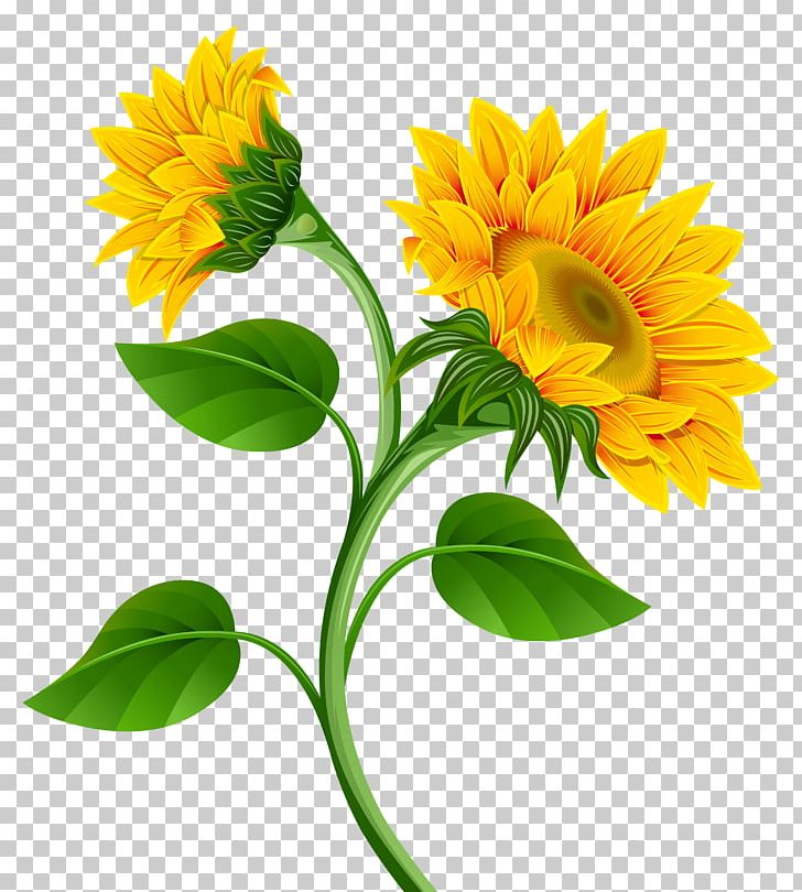 Common Sunflower PNG, Clipart, Annual Plant, Calendula, Clip Art, Color, Common Sunflower Free PNG Download