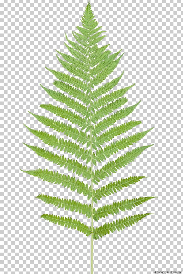 Leaf Fern Flower Plant PNG, Clipart, Christmas Ornament, Christmas Tree, Conifer, Etsy, Evergreen Free PNG Download