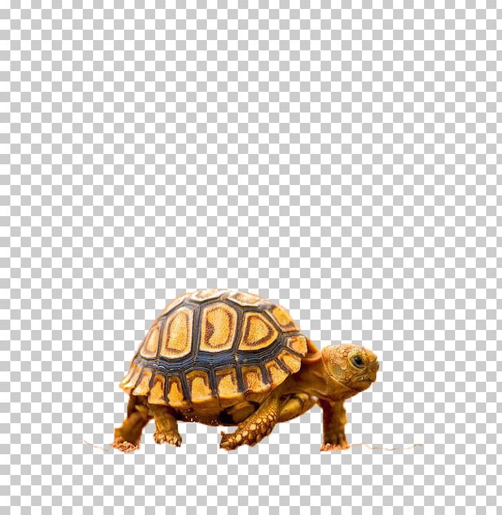 Turtle Quotation Spanish Feeling PNG, Clipart, Animal, Animals, Box Turtle, Emydidae, Euclidean Vector Free PNG Download