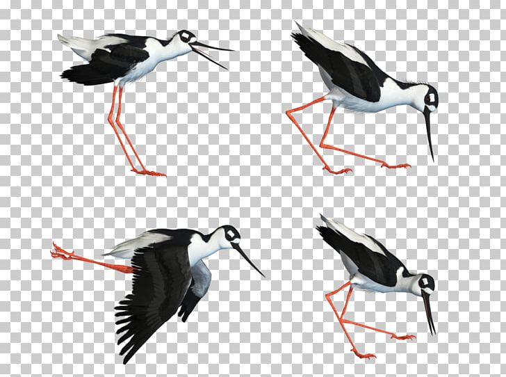 Water Bird White Stork Wader PNG, Clipart, Animals, Art, Beak, Bird, Bird Flight Free PNG Download