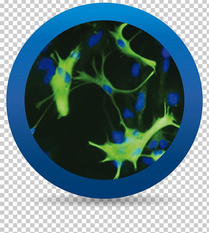 Astrocyte Neuron Cell Neuroglia Central Nervous System PNG, Clipart, Astrocyte, Blue, Brain, Cell, Cellular Differentiation Free PNG Download