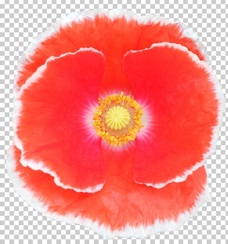 Belur Math California Poppy Jayrambati Flower PNG, Clipart, Belur Math, California, California Poppy, Chennai, Common Poppy Free PNG Download