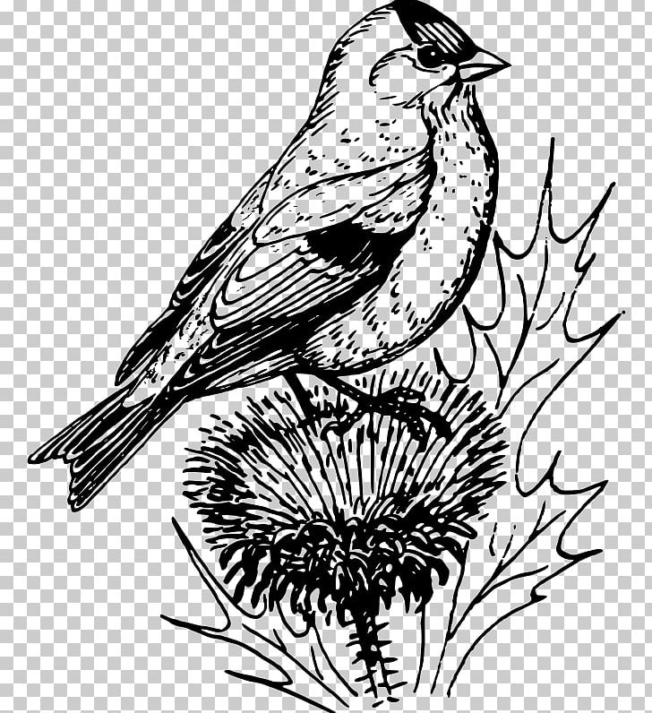Finches PNG, Clipart, Art, Artwork, Beak, Bird, Black And White Free PNG Download