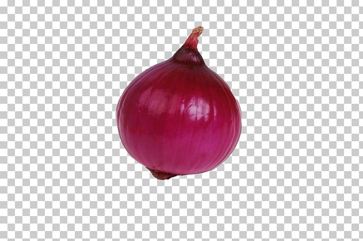Red Onion Free Onion Vegetable PNG, Clipart, Allium, Condiment, Download, Euclidean Vector, Food Free PNG Download