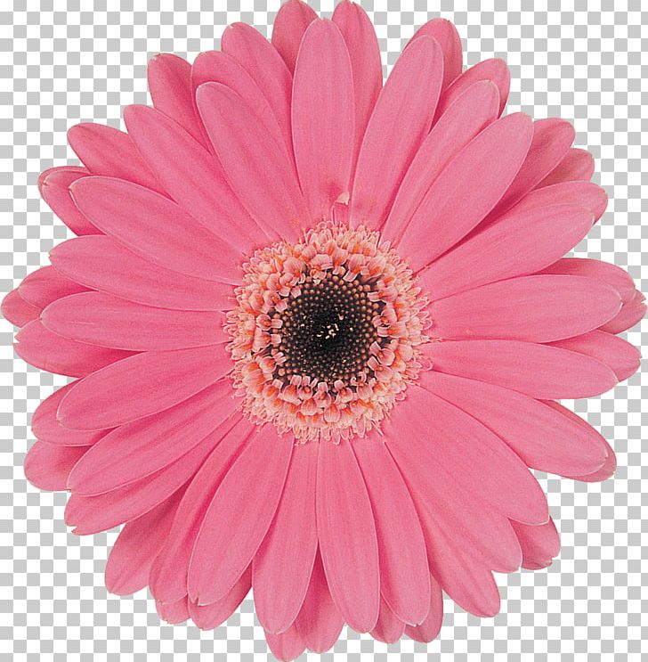 Transvaal Daisy Computer Software PNG, Clipart, Chrysanthemum, Chrysanths, Color, Computer Software, Cut Flowers Free PNG Download