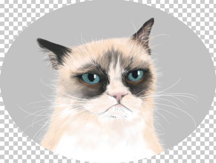 Grumpy Cat Manx Cat Kitten Desktop PNG, Clipart, Animals, Birman, Carnivoran, Cat, Cat Like Mammal Free PNG Download