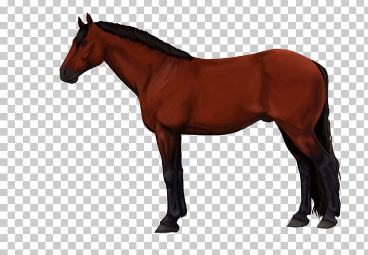 Hanoverian Horse Stallion Mare Friesian Horse Kabardian PNG, Clipart, Animal, Animal Figure, Black, Breed, Equine Anatomy Free PNG Download