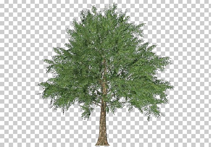Larch Norway Maple Tree Oak Evergreen PNG, Clipart, Architectural Engineering, Branch, Computer Software, Conifer, Download Free PNG Download