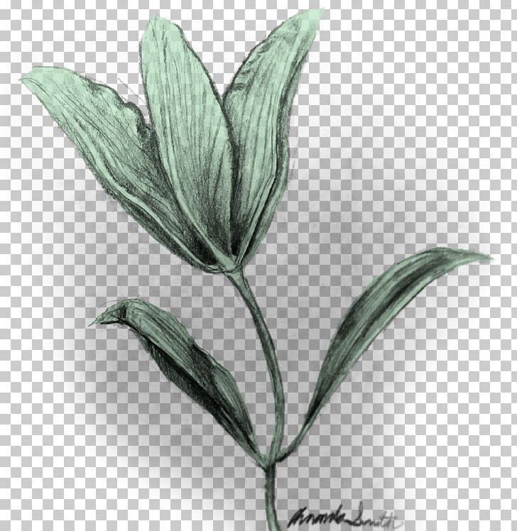Leaf Plant Stem Flower Herb PNG, Clipart, Daughter, Father, Flower, Gondor, Herb Free PNG Download