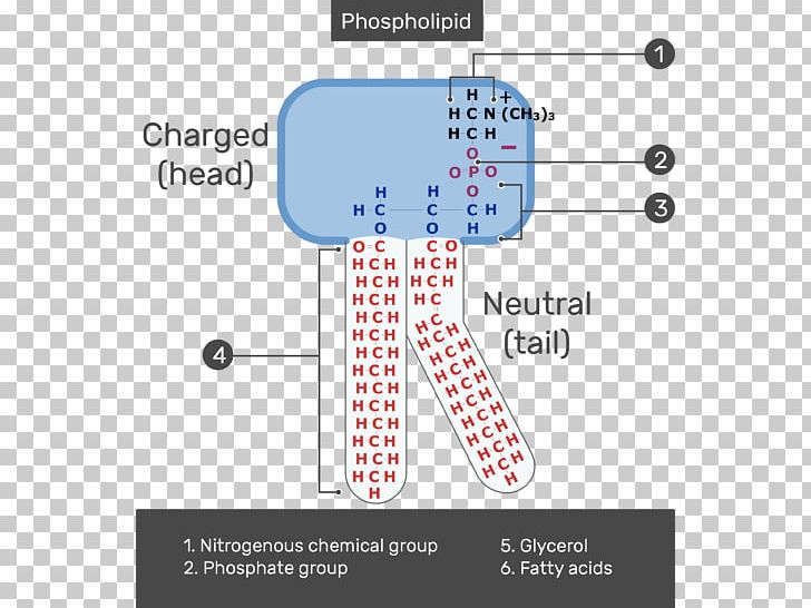 Lipid Bilayer Phospholipid Membrane Lipids Cell Membrane PNG, Clipart, Angle, Area, Bilayer, Biological Membrane, Cell Free PNG Download