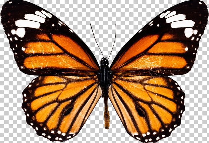 Monarch Butterfly Insect PNG, Clipart, Animal Migration, Brush Footed Butterfly, Butterflies, Butterfly, Desktop Wallpaper Free PNG Download