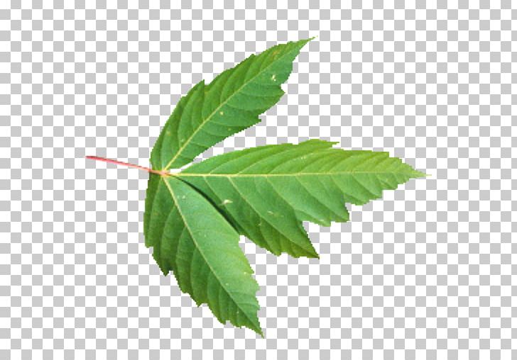 Tree Leaf Plant Hemp PNG, Clipart, Hemp, Leaf, Nature, Plant, Tree Free PNG Download