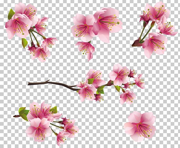 Flower Blossom Pink PNG, Clipart, Almond, Blossom, Blossoms, Branch, Cherry Blossom Free PNG Download