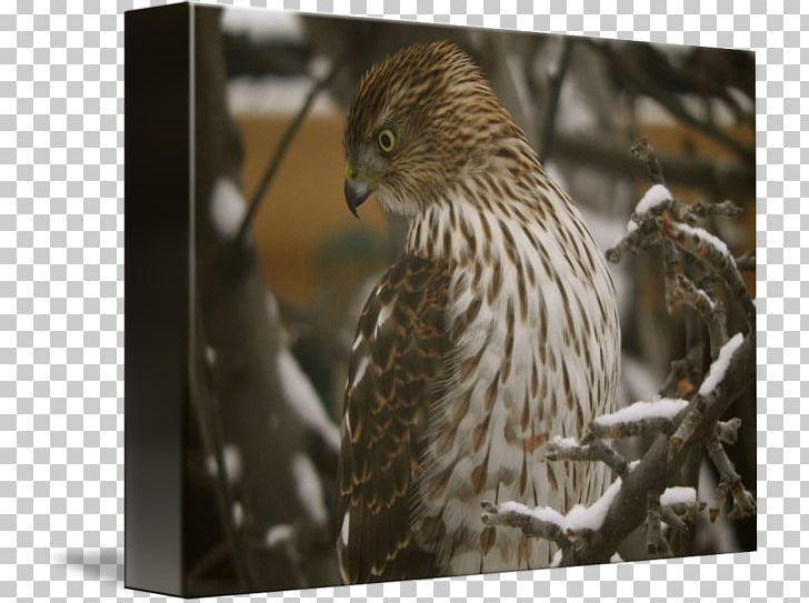 Hawk Fauna Wildlife Beak Feather PNG, Clipart, Animals, Beak, Bird, Bird Of Prey, Falcon Free PNG Download