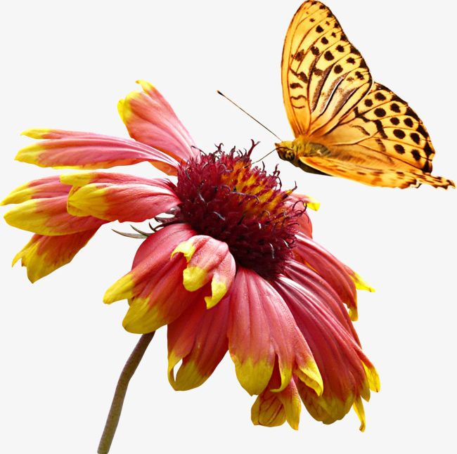 Super Beautiful Yellow Color Animal Butterfly Daisy Flowers PNG, Clipart, Animal, Animal Clipart, Beautiful, Beautiful Clipart, Butterfly Free PNG Download