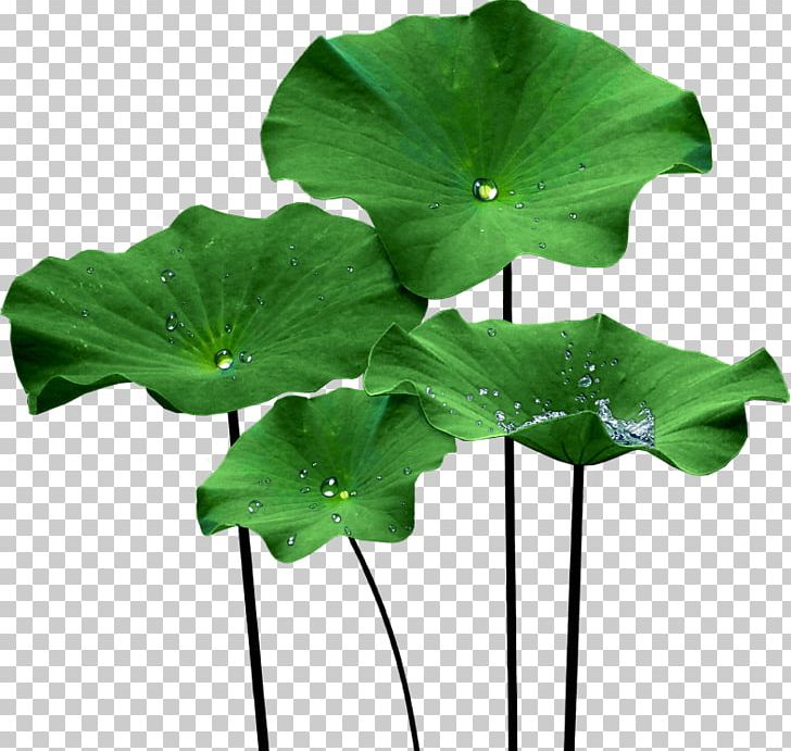 Nelumbo Nucifera Lotus Effect Leaf PNG, Clipart, Aquatic Plants, Clip Art, Egyptian Lotus, Flower, Jelly Free PNG Download
