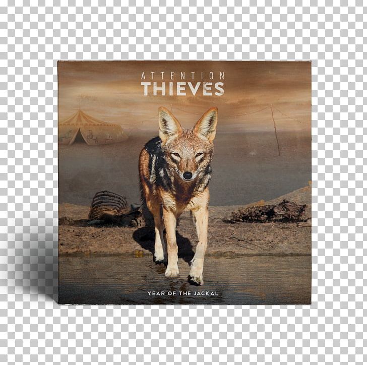 The Year Of The Jackal Attention Thieves Album Tell Me (What Are You Scared Of?) PNG, Clipart, Album, Attention Thieves, Carnivoran, Compact Disc, Dog Like Mammal Free PNG Download