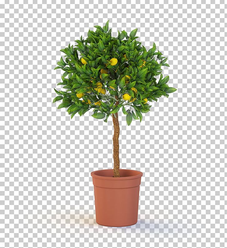 Topiary Tree Box Weeping Fig Container Garden PNG, Clipart, Artificial Flower, Box, Container Garden, Evergreen, Fig Trees Free PNG Download