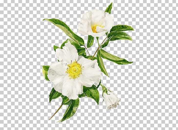 Georgia Rosa Laevigata Trail Of Tears Cherokee State Flower PNG, Clipart, Cut Flowers, Flag Of The Cherokee Nation, Flo, Flower, Flower Arranging Free PNG Download