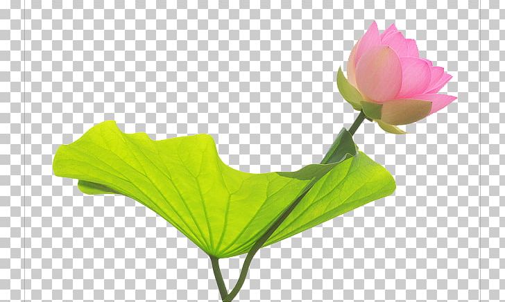 Nelumbo Nucifera Water Lily Desktop Flower PNG, Clipart, Aquatic Plant, Drawing, Flowering Plant, Golden Lotus, Leaf Free PNG Download