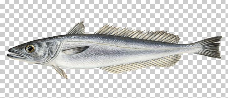 Sardine Fish Products Cod Merluccius Merluccius Hake PNG, Clipart, Anchovy, Barramundi, Bass, Bonito, Bony Fish Free PNG Download