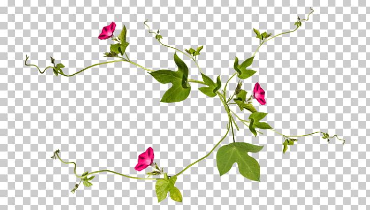 Vine Plant Drawing Flower PNG, Clipart, Accessories, Accessories Vector, Antiquity, Branch, Cartoon Free PNG Download