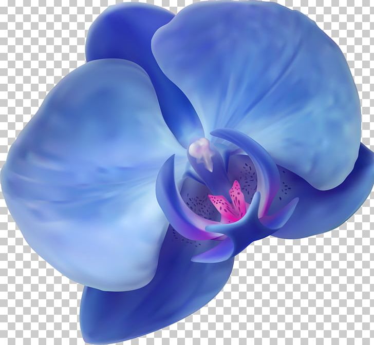 Blue Orchids Flower PNG, Clipart, Blue, Blue Orchids, Cobalt Blue, Flower, Flowering Plant Free PNG Download