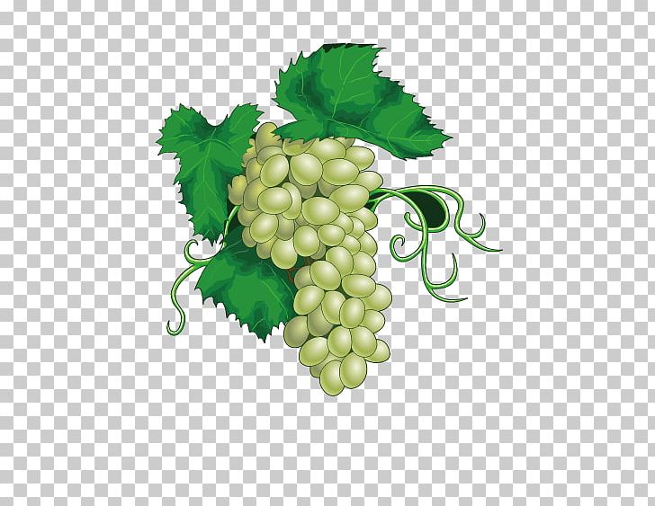 Common Grape Vine Juice Wine PNG, Clipart, Apple, Berry, Bunch, Bunch Of Flowers, Bunch Vector Free PNG Download
