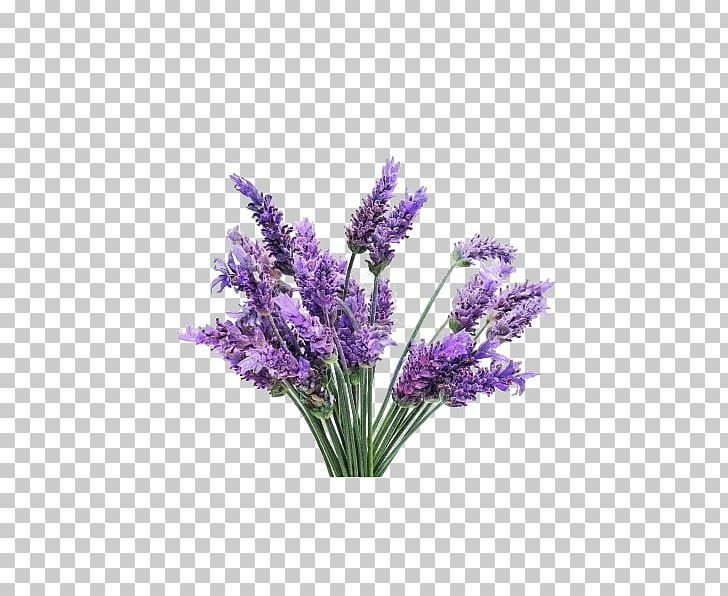 English Lavender Flower Essential Oil Lavender Oil French Lavender PNG, Clipart, Artificial Flower, Bath Bomb, Cut Flowers, English Lavender, Essential Oil Free PNG Download