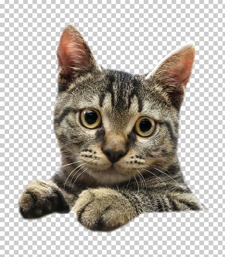 Kitten Dog Pet Scottish Fold Siamese Cat PNG, Clipart, American Wirehair, Animal, Animals, Animal Shelter, Animal Welfare Free PNG Download