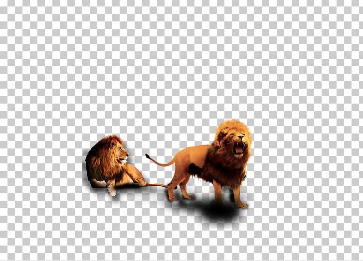 Puppy Lion Dog Breed PNG, Clipart, Animal, Animals, Breed, Carnivoran, Cat Like Mammal Free PNG Download