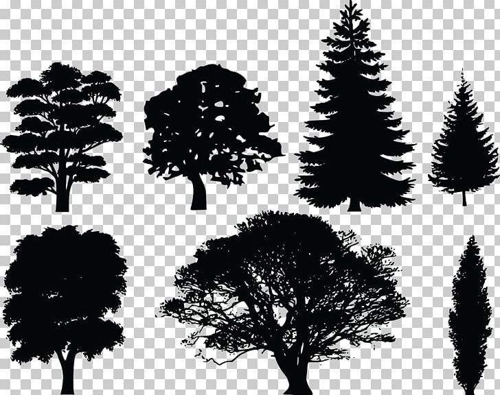 Tree Evergreen Pine PNG, Clipart, Black And White, Branch, Christmas Tree, Clip Art, Conifer Free PNG Download