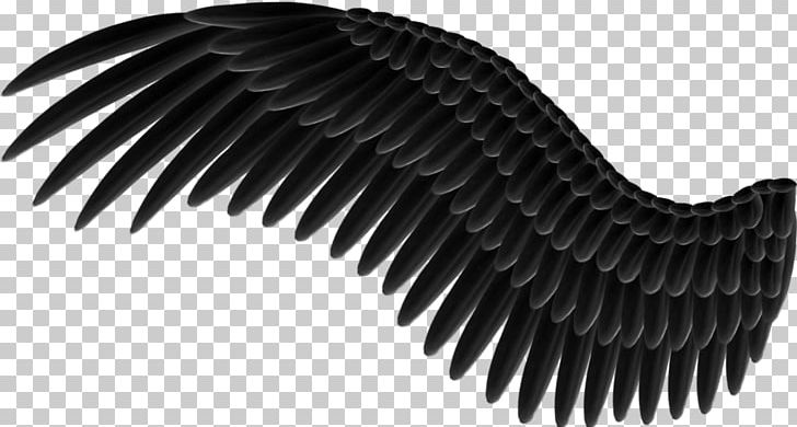 Wings PNG, Clipart, Wings Free PNG Download