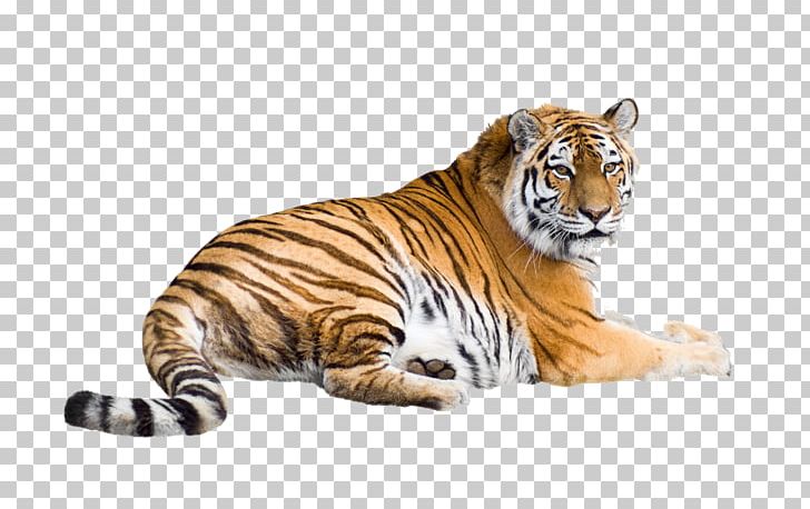 Cat Siberian Tiger Bengal Tiger White Tiger Desktop PNG, Clipart, Animal, Animal Figure, Bengal Tiger, Big Cat, Big Cats Free PNG Download