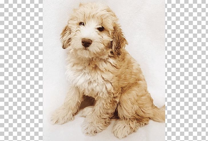 Cockapoo Puppy Miniature Poodle Goldendoodle Havanese Dog PNG, Clipart, Animals, Carnivoran, Companion Dog, Dog Breed, Dog Breed Group Free PNG Download