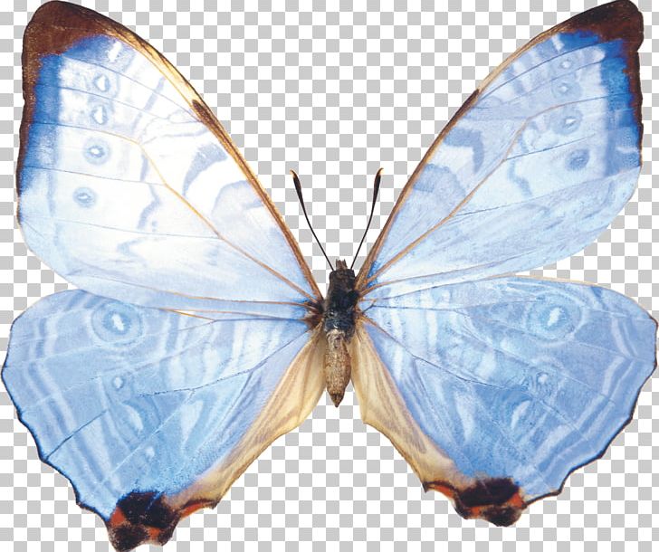 Computer Icons PNG, Clipart, Arthropod, Brush Footed Butterfly, Butterflies And Moths, Butterfly, Computer Icons Free PNG Download