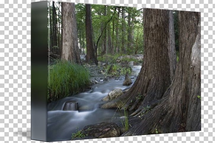 Water Resources Woodland Biome Nature Reserve Forest PNG, Clipart, Bayou, Biome, Ecosystem, Forest, Jungle Free PNG Download