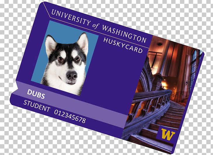 Siberian Husky Washington Huskies Men's Basketball Student University Of Washington College Of Arts And Sciences PNG, Clipart,  Free PNG Download