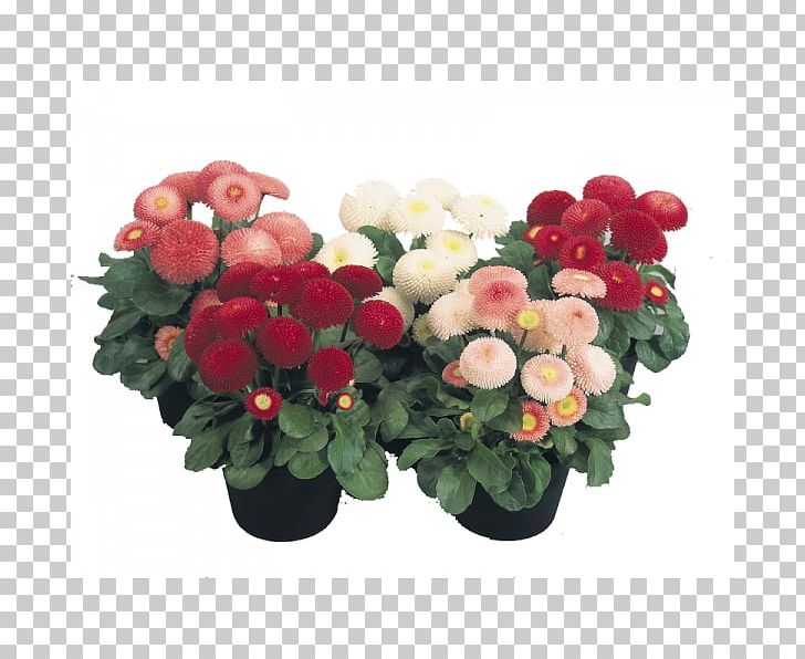 Garden Roses Common Daisy Flower Seed Plant PNG, Clipart, Annual Plant, Artificial Flower, Begonia, Chinese Lantern, Cut Flowers Free PNG Download