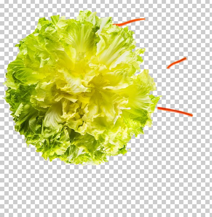 Lettuce Endive PNG, Clipart, Endive, Food, Leaf Vegetable, Lettuce, Others Free PNG Download