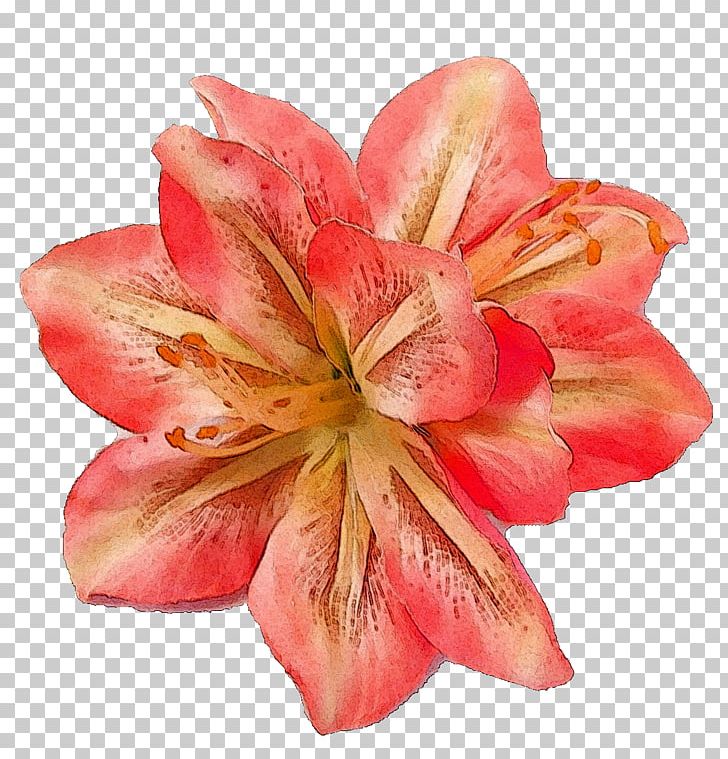 New York Botanical Garden Photography Cut Flowers PNG, Clipart, Amaryllis, Amaryllis Belladonna, Cut Flowers, Dahlia, Daylily Free PNG Download