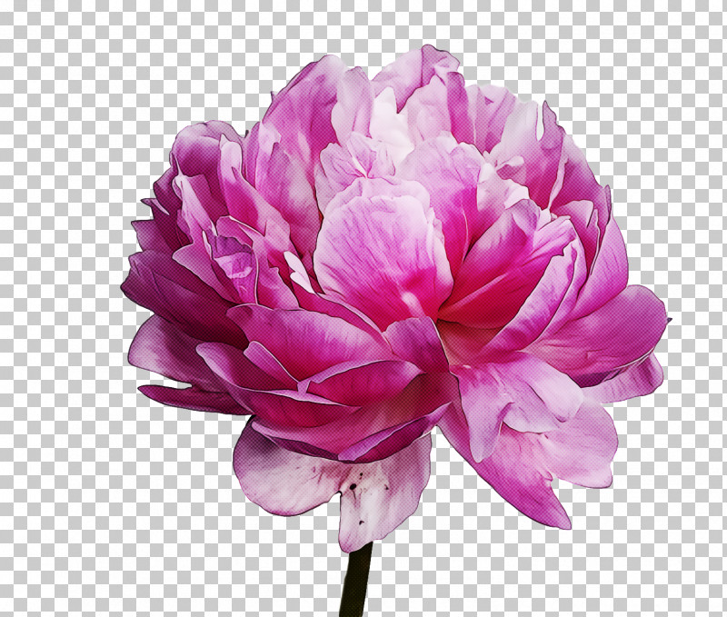 Spring Flower Spring Floral Flowers PNG, Clipart, Chinese Peony, Common Peony, Cut Flowers, Flower, Flowers Free PNG Download