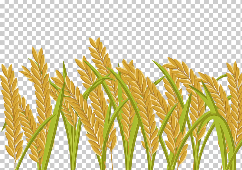 Wheat PNG, Clipart, Crop, Elymus Repens, Food Grain, Grass, Grass Family Free PNG Download