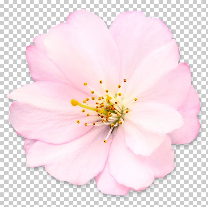 Cherry Blossom Flower PNG, Clipart, Blossom, Cerasus, Cherry, Cherry Blossom, Flower Free PNG Download