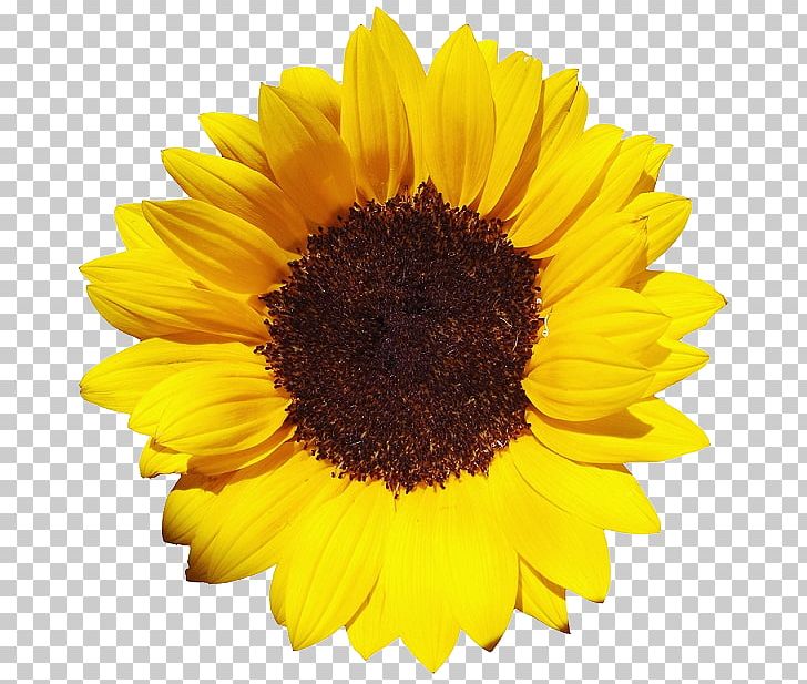 Common Sunflower Pixel XCF PNG, Clipart, Common Sunflower, Daisy Family, Desktop Wallpaper, Flower, Flowering Plant Free PNG Download