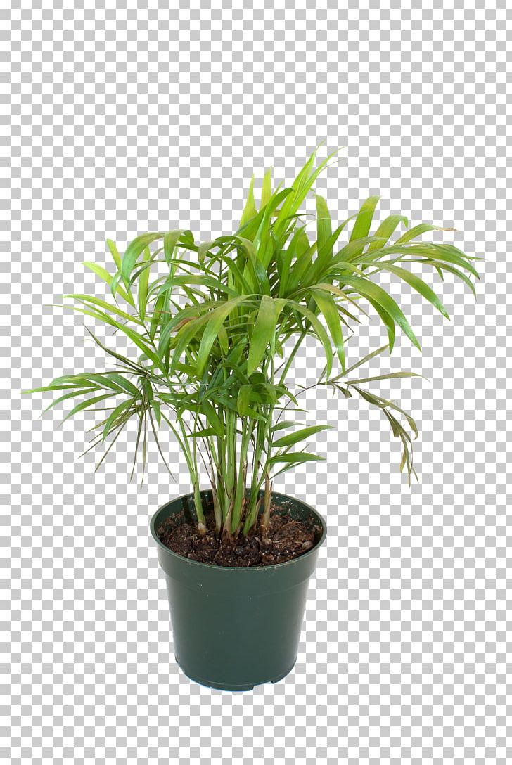 Flowerpot Bamboo Houseplant PNG, Clipart, Arecaceae, Arecales, Bamboe, Bamboo, Bamboo Tree Free PNG Download