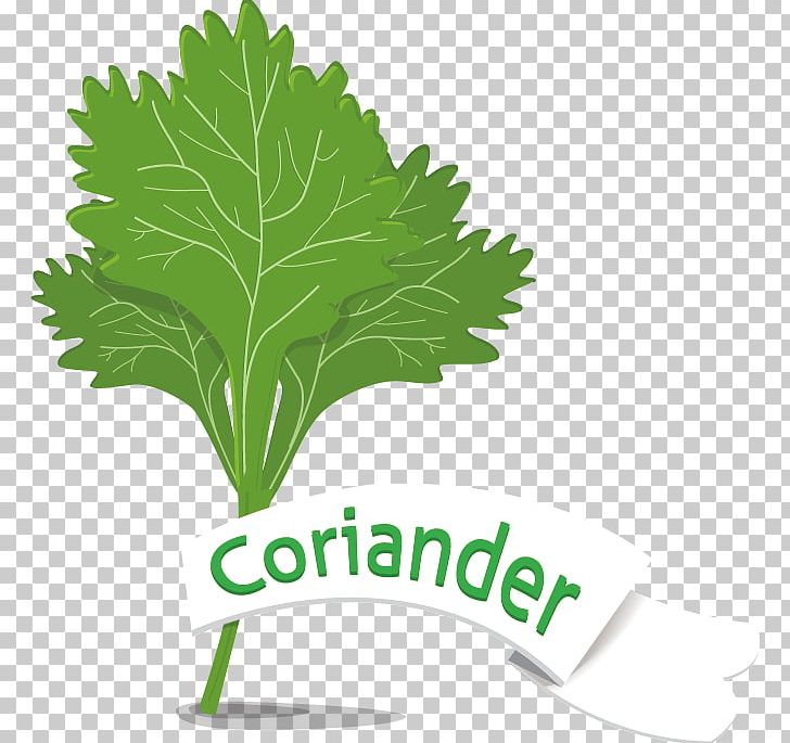 Leaf Vegetable Coriander PNG, Clipart, Brand, Computer Wallpaper, Food Drinks, Garlic, Grass Free PNG Download